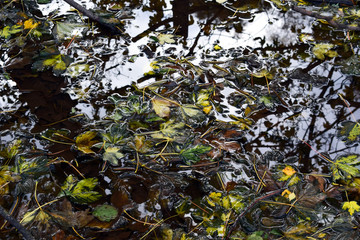 Fallen leaves in the water. Autumn time. Close-up.