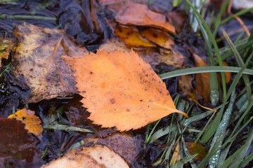 Fallen birch leaves. Autumn time. Close-up.