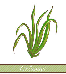 Colored Calamus Plant in Hand Drawn Style