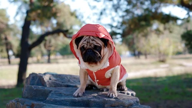 Cute pug in the costume of devil. Portrait of the dog outdoors.
