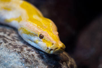 snake yellow big head