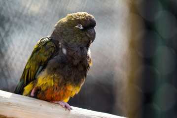 green parrot on a tree 