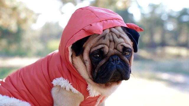 Cute Pug In The Costume Of Devil. Portrait Of The Dog Outdoors.