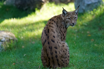 Lynxes have a whiskered beard and the tips of the ears have black hairbrushes

