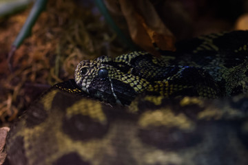 Closeup of an ethiopian mountain viper