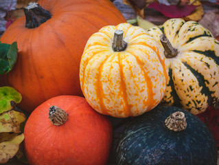 Pumpkin and gourds, a colorful Autumn selection