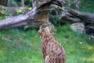 Lynxes have a whiskered beard and the tips of the ears have black hairbrushes
