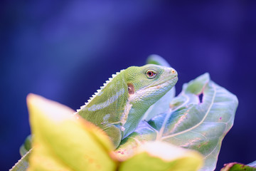Fiji iguana on a plant