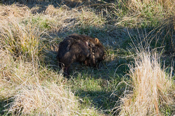 Wombat with Mange