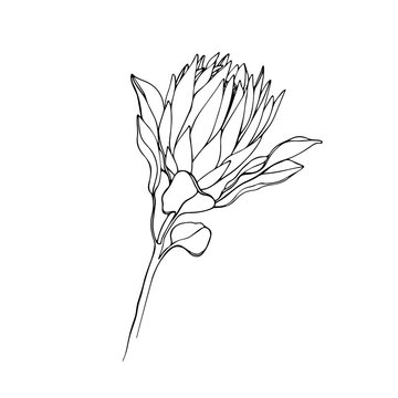 Protea isolated on a white background, Protea flowers lineart, Protea Minimal, Black and white Protea, Protea Wedding, Australian native plants, King protea, Protea flower, Australian Native Flora