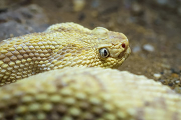 Closeup of a northern neotropical rattlesnake