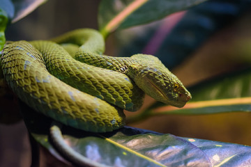 Closeup of a palm pit viper on a mossy branch