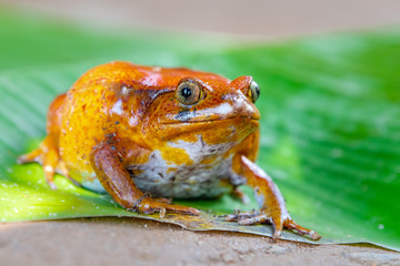 Frog in Madagascar animals wildlife, wild animal in Madagascar. Holiday tour in Andasibe, Isalo, Masoala, Marojejy National parks.