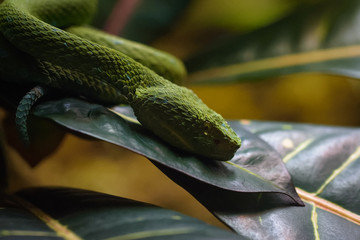 Closeup of a palm pit viper on a mossy branch