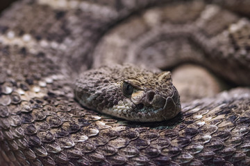 Closeup of a western diamondback rattlesnake