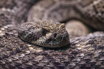 Closeup of a western diamondback rattlesnake