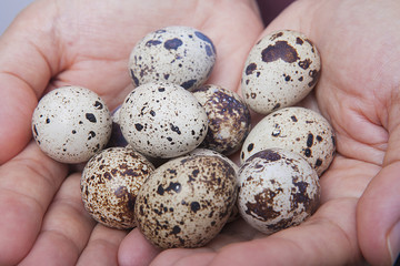 Obraz premium kadının elinde bıldırcın yumurtası