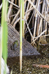 A motionless green frog, Rana clamitans on a cut tree trunk in the water of Dragoman natural karst...