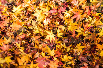 紅葉するカエデ