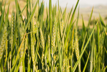 Fototapeta premium Field of green and unripe wheat ears