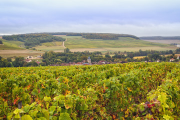 Fototapeta na wymiar Vineyards in the Champagne region near Meurville
