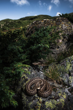 Meadow viper (Vipera ursinii macrops) in its natural habitat in the mountains of Montenegro