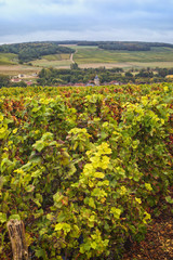 Fototapeta na wymiar Champagne vineyards near Meurville, France
