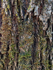 bark of a tree