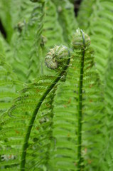 Farn Grün Entrollen