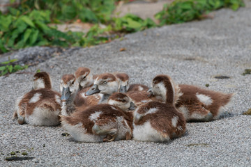 Gänseküken © Marcel