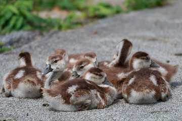 Gänseküken © Marcel