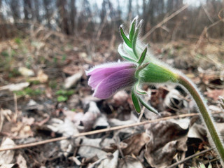 Pulsatilla patens in forest