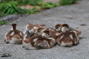 Gänseküken © Marcel