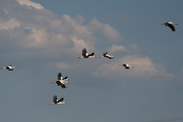 Störche im Flug