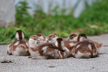 Gänseküken © Marcel