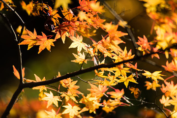 紅葉するカエデ