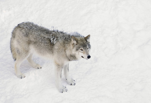 Fototapeta A lone Timber wolf or Grey Wolf (Canis lupus) standing in the winter snow in Canada