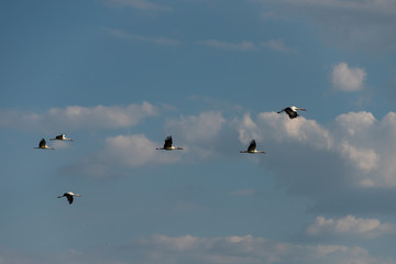 Störche im Flug