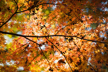 紅葉するカエデ