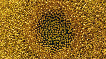sunflower close-up