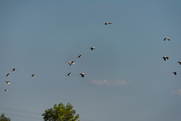 Störche im Flug