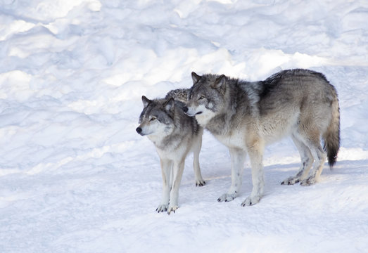 Fototapeta Two Timber wolves or grey wolves (Canis lupus) standing in the snow in Canada