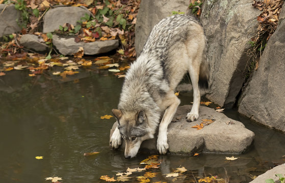 A lone Timber wolf or Grey Wolf (Canis lupus) drinking water from a pons on an autumn day in Canada