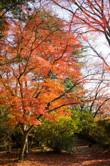 Naklejka premium 紅葉するカエデ