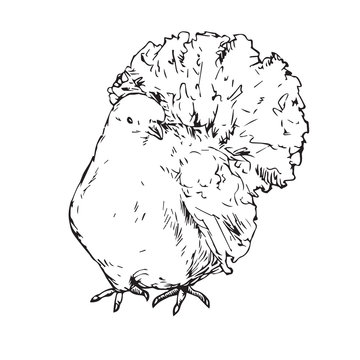 White dove, hand drawn doodle, sketch outline, vector illustration