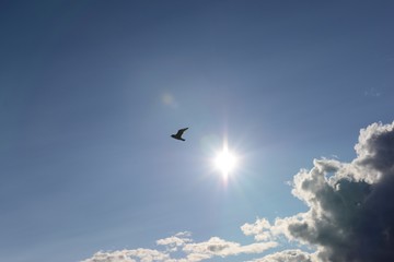 bird in the sky opposite the sun and clouds.