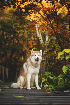 Portrait of Beige and white Siberian Husky dog sitting on the wooden bridge in the forest in autumn.