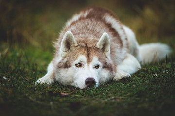 Close-up Portrait of pensive siberian Husky dog lying is on the ground in the fall forest at sunset