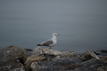 04.04.2017 birds cat seagull duck light rock dog outdoor