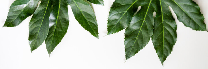 Panoramic photo with two green shapely leaves